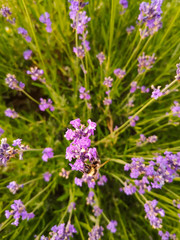 Fototapeta premium Lavendel mit Hummel 