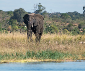 Obraz premium African elephant in Chobe Park. 