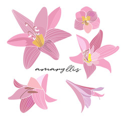 amaryllis vector elements. pink flower illustration drawing.
