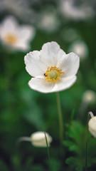 Anemone sylvestris (snowdrop anemone) is a perennial plant flowering in spring

