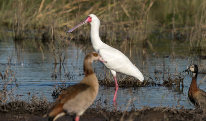 An African spoonbill and Egyptian goose are seen along the bank of the Chobe river in Africa. 