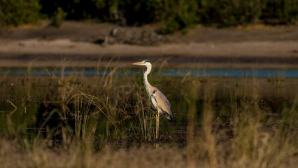 A grey Heron in the Chobe delta or river area along chose park in Botswana.