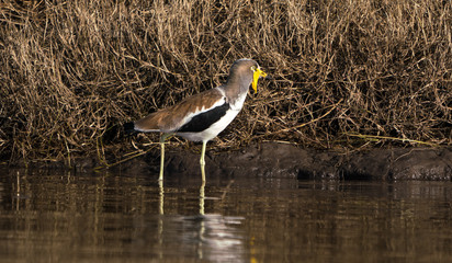 African wattled lapwing or sometimes called Senegal plover, wading in Chobe delta . 