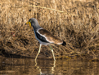 African wattled lapwing or sometimes called Senegal plover, wading in Chobe delta . 