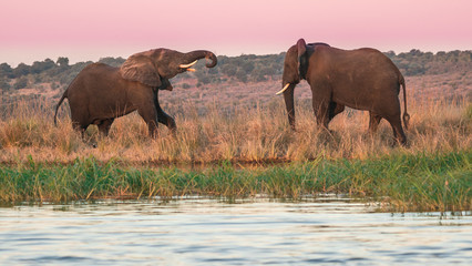 Two elephants play along the bank of the Chobe river in Africa at magic hour. 