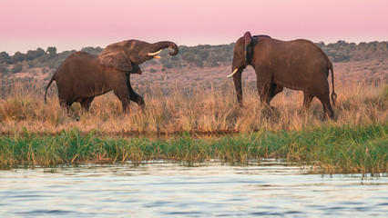 Naklejka premium Two elephants play along the bank of the Chobe river in Africa at magic hour. 