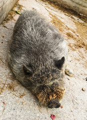 Borsten Schwein am schlafen 