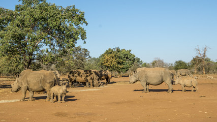 Naklejka premium Rhino horn farm in South africa. The horns are harvested and the animals are not harmed. 