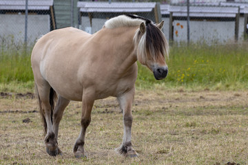 Obraz premium Horse at Visit farm in Trondheim Norway