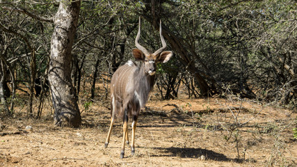 Kyala antelope in South African bush country. 