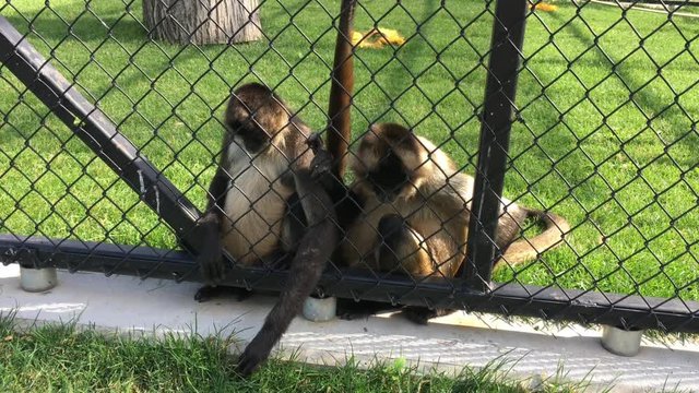 Two curious monkeys search for an item in the grass before one gets up and leaves.  