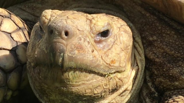 Large brown turtle's face close up in bright sunlight  with dark eyes blinking and occasional head movements.  