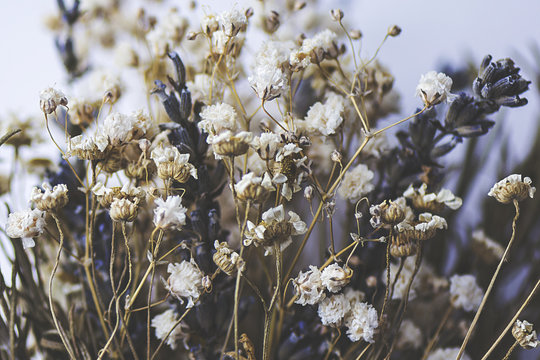 Close up of delicate dried flowers.
