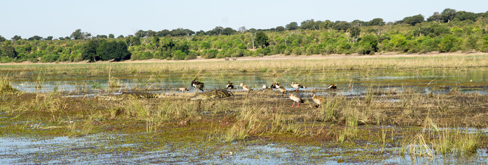  A panorama shot of the Chobe river in Chobe Park with crocodiles and birds along the shore.