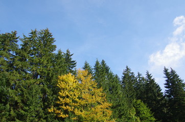 Autumn