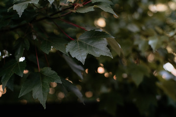 Fototapeta premium Tree Branches and Leaves