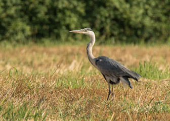 Heron in the field © fabriziomalisan