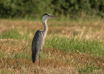 Heron in the field © fabriziomalisan