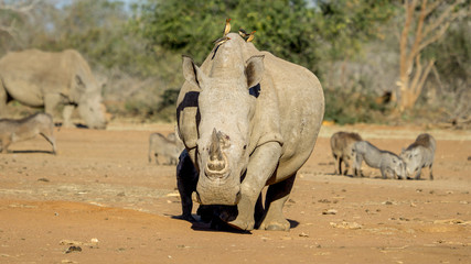 White Rhinoceros looking powerful. The horns are sought after by poachers and the rhino is endangered. 