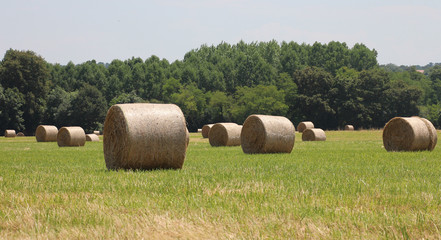 Campagne champs et bottes de paille paysage rural