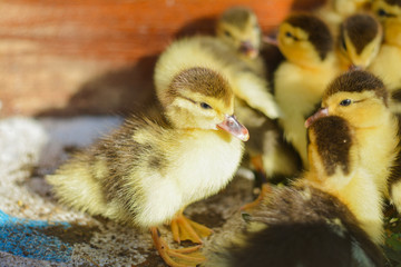 The little musk duck