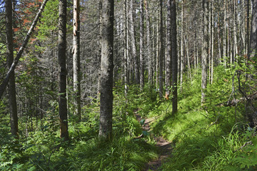 A narrow path in a beautiful, green forest.