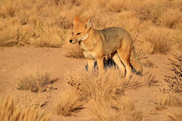 Naklejka premium Andean Fox or Zorro Culpeo in the Desert Brush Field, Altiplano of Chile, South America 