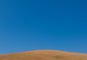 Obraz premium Hill cultivated with wheat