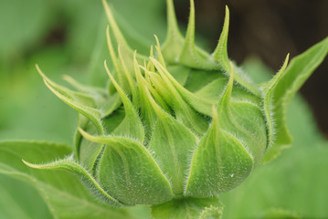 Green bud sunflower close up