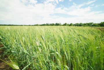 field winter wheat green
