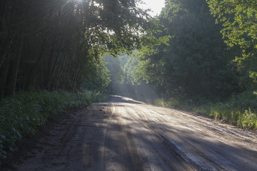 sun rays on forest road