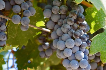 Grapes in vineyard