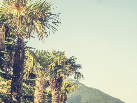 vintage style toned palm trees agains the sky and mountain