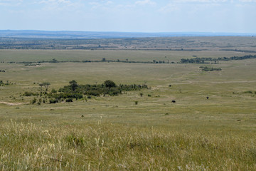 Fototapeta na wymiar The Savannah landscapes of Masai Mara National Reserve, Kenya 