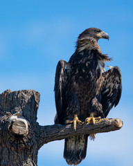 3-months old bald eagle eaglet, seen in the wild in  North California