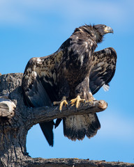 3-months old bald eagle eaglet, seen in the wild in  North California