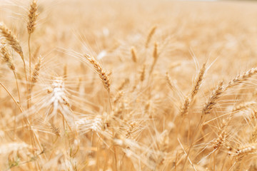 Wheat field, landscape view, Sunny day, many hectares of land with wheat