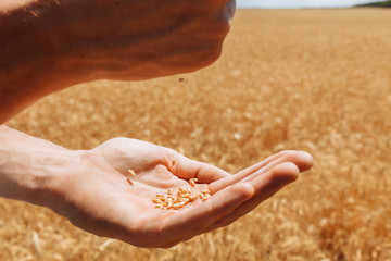 Hand close - up, pour from hand to hand wheat grains, harvest