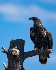 3-months old bald eagle eaglet, seen in the wild in  North California