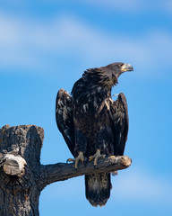 3-months old bald eagle eaglet, seen in the wild in  North California