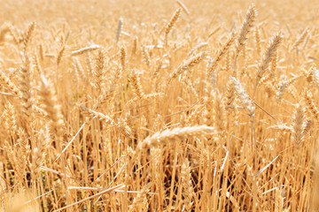 Fototapeta premium Wheat field, landscape view, Sunny day, many hectares of land with wheat