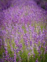 Fototapeta premium Blooming field of lavender