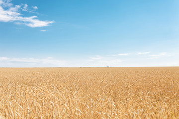 Naklejka premium Wheat field, landscape view, Sunny day, many hectares of land with wheat