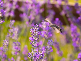 Macroglossum stellatarum on lavender