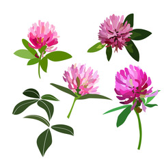 vector clover flower illustration. hand drawn.