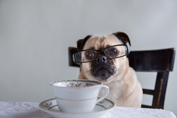 Cute pug wearing glasses and sitting at a table having tea