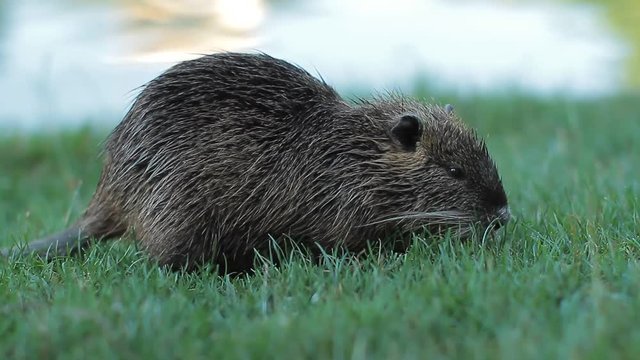 B&eacute;b&eacute; ragondin en train de manger de l'herbe pr&egrave;s d'un &eacute;tang dans le pacr Borely &agrave; Marseille