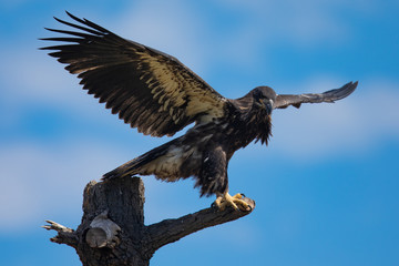 3-months old bald eagle eaglet, seen in the wild in  North California