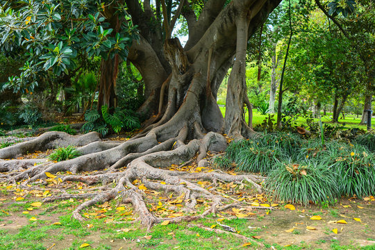 Tropical ficus with roots in the garden