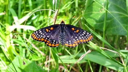 Fototapeta premium Baltimore Checkerspot Butterfly